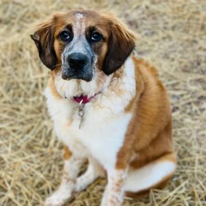 Meet your Posher, Misty